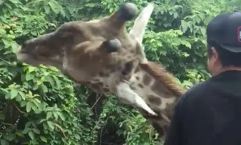 Thai man tries petting giraffe in zoo, quickly learns how painful a headbutt is
