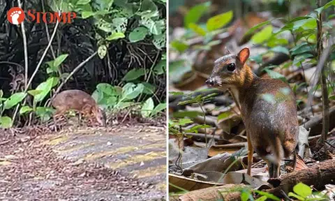 Rare deer spotted foraging on forest edge in Mandai