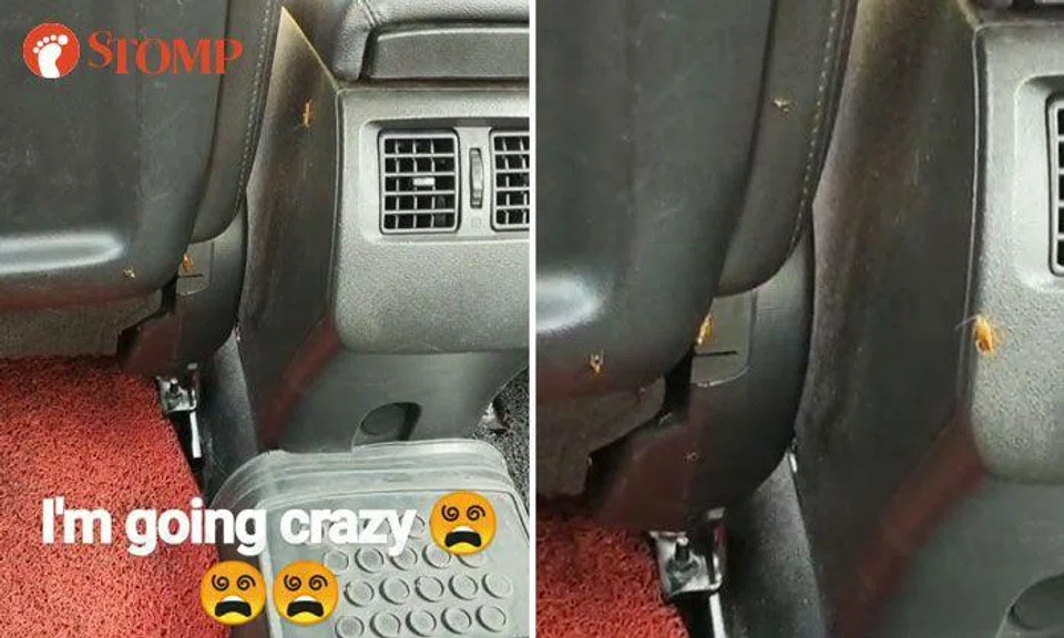 Passenger on the brink of tears after sharing taxi ride with family of cockroaches