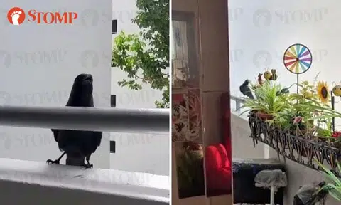 Crows terrorise family at Chai Chee: They pooped on my son, says Stomper