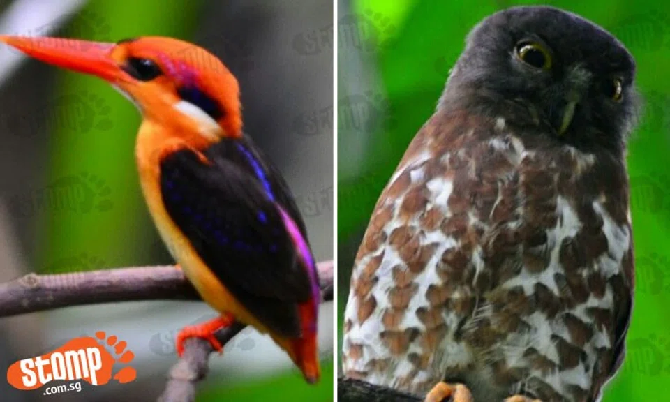 Beautiful Kingfisher and 2 owls living in serenity might just make your day