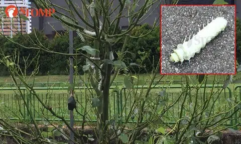 'Monster' caterpillars spotted on trees again -- but it's not at Yishun