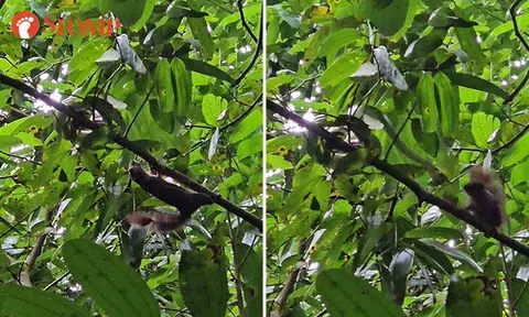 Stomper witnesses epic battle between squirrel and snake at Windsor Nature Park