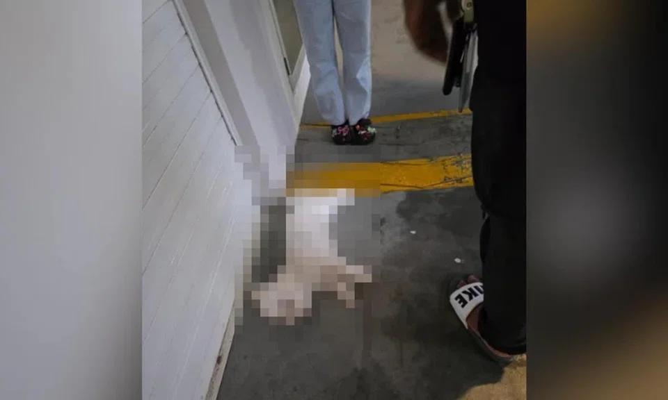 SPCA received a call in the evening of Feb 19 about a small white dog that was suspected to have fallen from height.