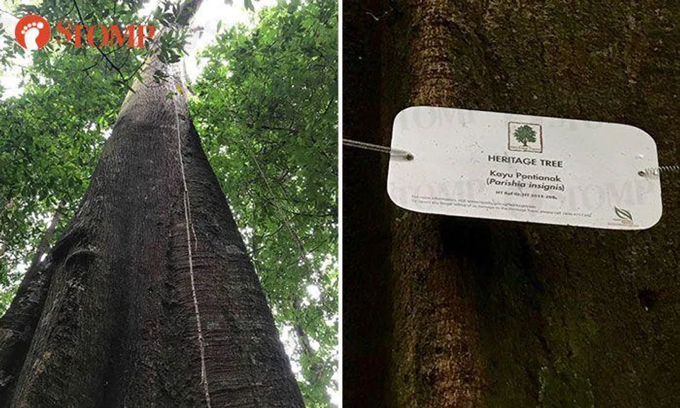 Is this tree the favourite haunt of the Pontianak?