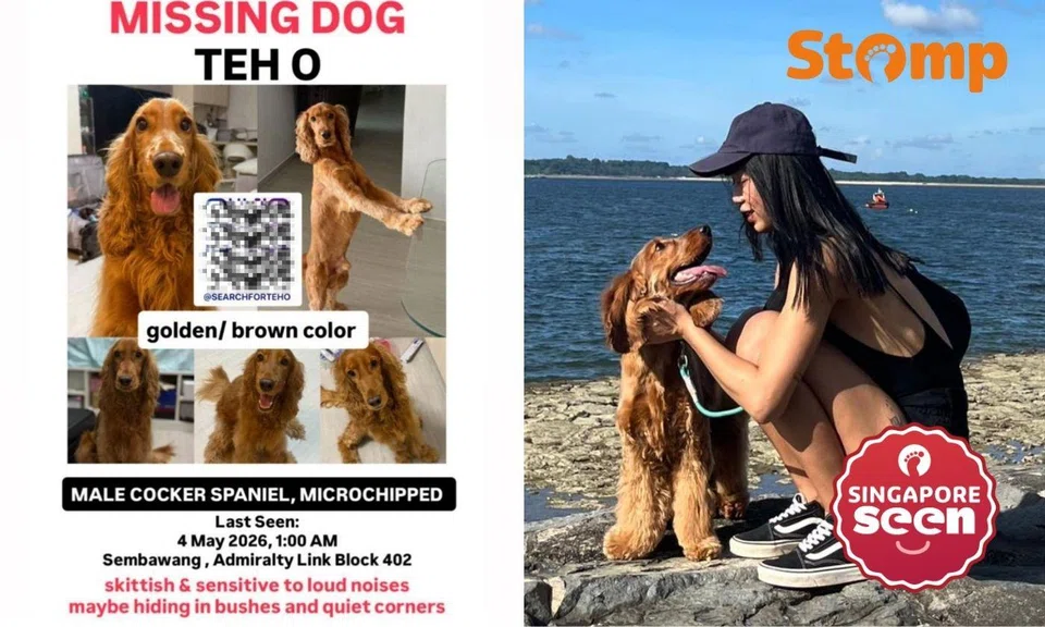 Family searches for Cocker Spaniel missing in Sembawang ahead of birthday