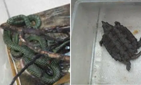 Some of the seized wildlife, include a Paradise tree snake, an alligator snapping turtle (CITES-listed species) and a common snapping turtle. (Photo: AVA)
