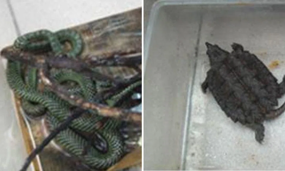 Some of the seized wildlife, include a Paradise tree snake, an alligator snapping turtle (CITES-listed species) and a common snapping turtle. (Photo: AVA)