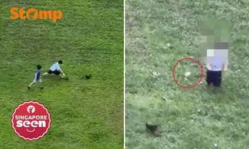Children filmed chasing baby chicken in Punggol