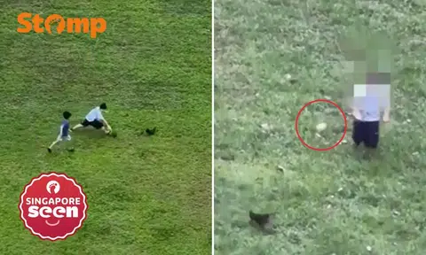 Children filmed chasing baby chicken in Punggol