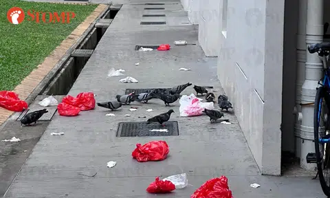 High-rise litter attracting pigeons and rats at Woodlands block, CCTV cameras installed