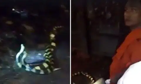 Videos of kinky snakes seeking thrill in Myanmar monastery go viral