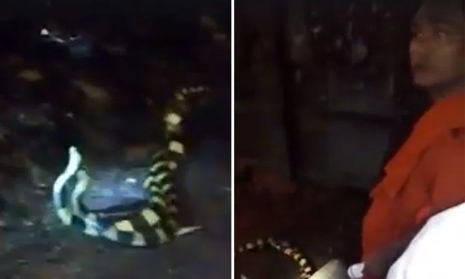 Videos of kinky snakes seeking thrill in Myanmar monastery go viral
