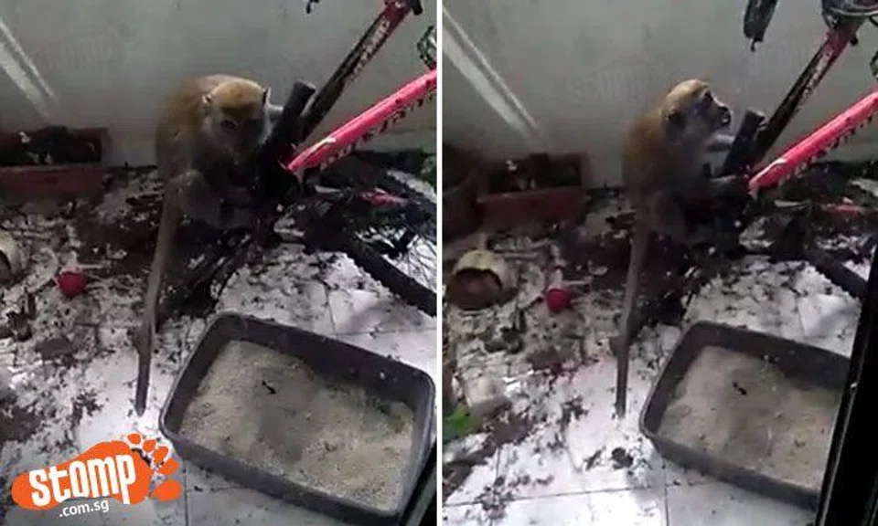 Family at Blk 467 Segar Rd has some serious monkey business they need taken care of