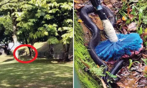 Spitting cobra in drain beside school field: Cleaner pins venomous snake down with brush