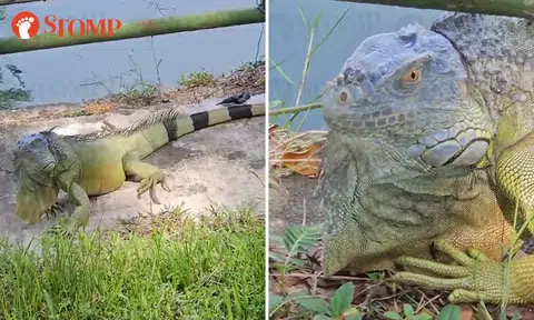 This video of Stomper getting closer and closer to huge iguana will make you nervous