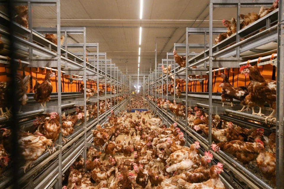 Rows of cage-free chickens at Chew’s Agriculture.