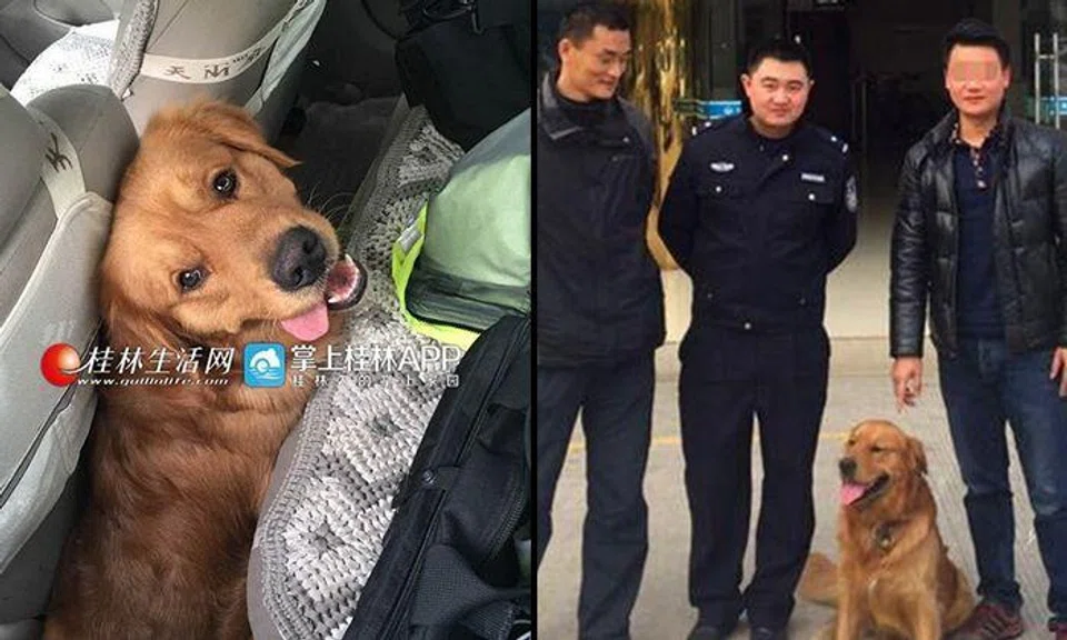 Resourceful dog gets separated from owner while chasing mice, seeks police officers for help