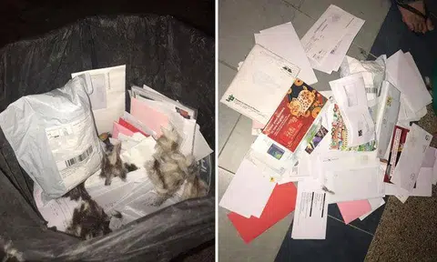 UPDATE: Postman arrested after unopened letters found dumped in bin at Ang Mo Kio, says SingPost