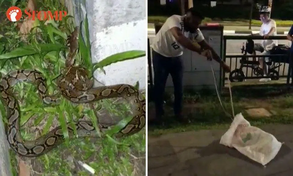 Brave man catches python at Clarke Quay | STOMP