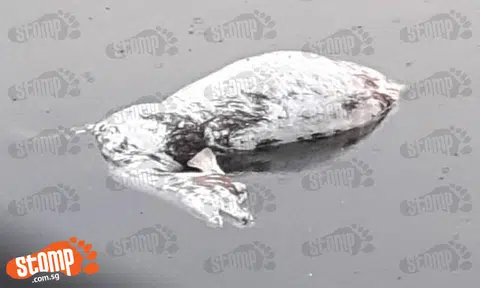 Oh deer! Is that a deer carcass floating in water in Mandai?