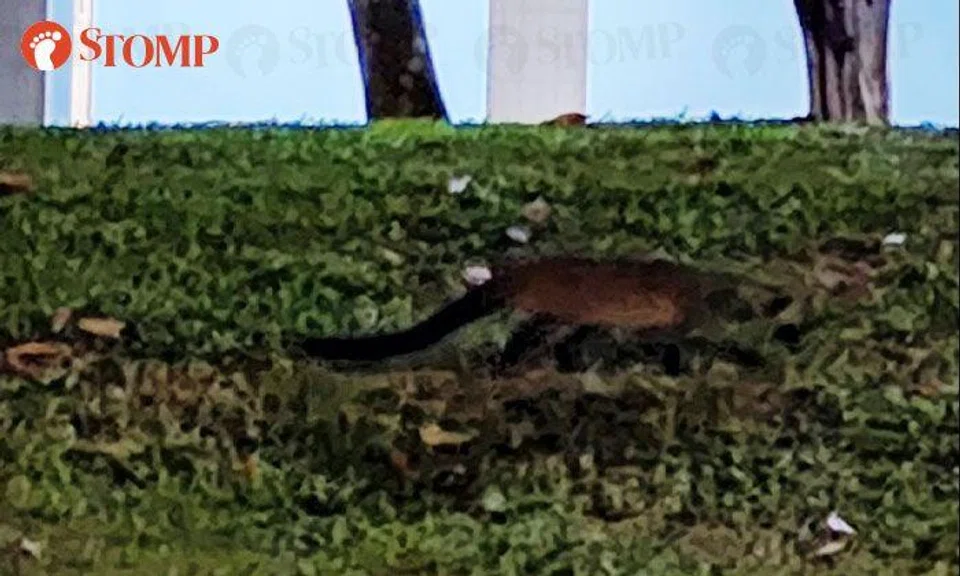 Civet cat joins Stomper for a walk at Alexandra Park