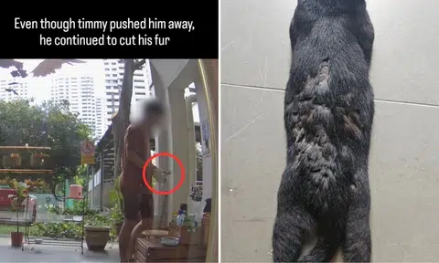 A man was caught cutting off a community cat's fur and whiskers at Everton Park on Feb 7.