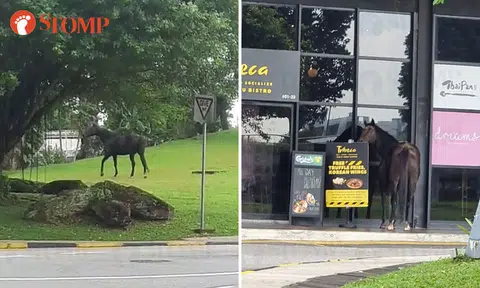Horse escapes from stable and visits The Grandstand