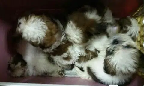11 of 23 puppies dead after being smuggled from Malaysia in carriers that were too small