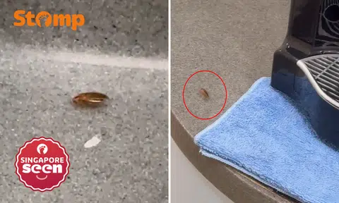 ‘Mind-boggling’: Shopper sees cockroaches in White Sands nursing room, mall steps up pest control