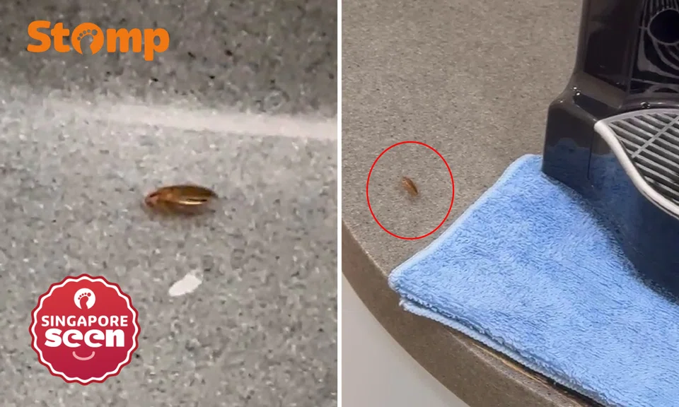 ‘Mind-boggling’: Shopper sees cockroaches in White Sands nursing room, mall steps up pest control