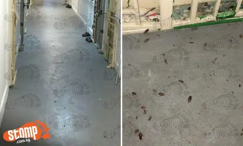 Ewww! Dozens of cockroaches infest corridor at Blk 8 North Bridge Rd