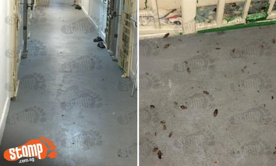 Ewww! Dozens of cockroaches infest corridor at Blk 8 North Bridge Rd