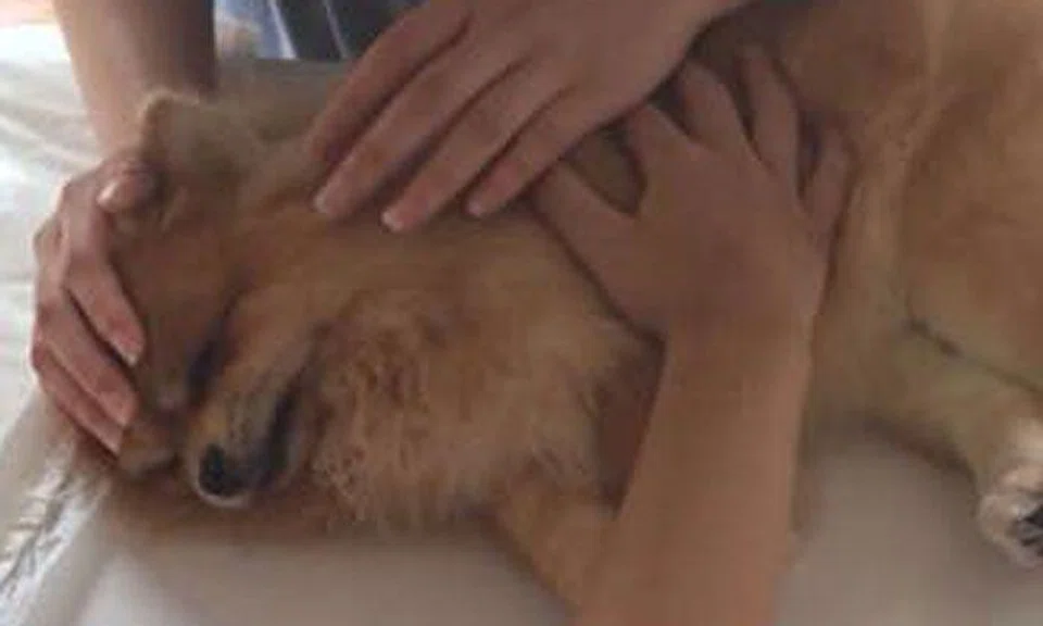 Woman in shock after dog dies 2 days into stay at Joo Chiat pet kennel