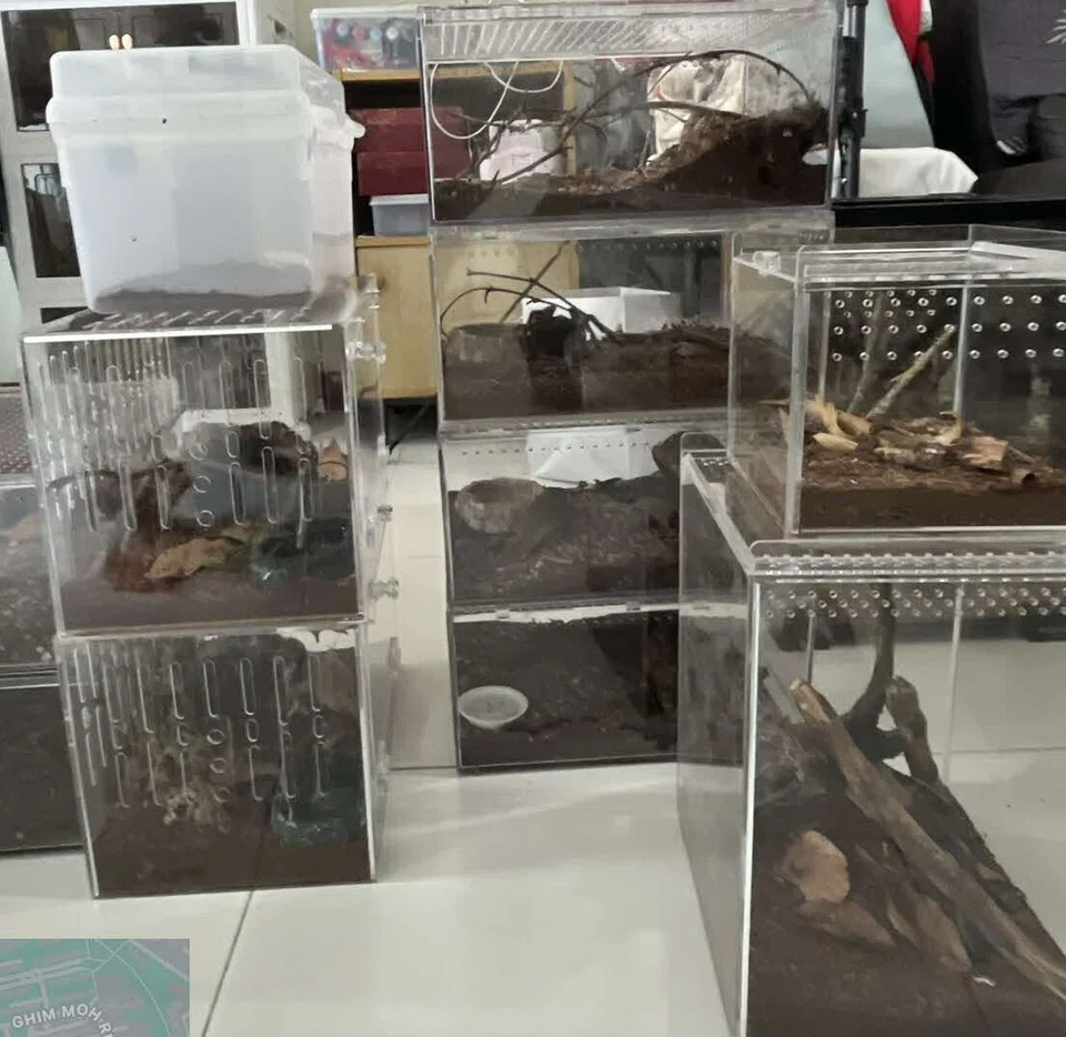 Illegally kept animals seized by NParks.