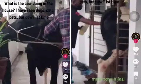 This might be why a cow was seen entering an HDB unit in video circulating online