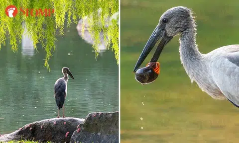 Majestic stork visits Bishan Park, delighting residents and bird watchers