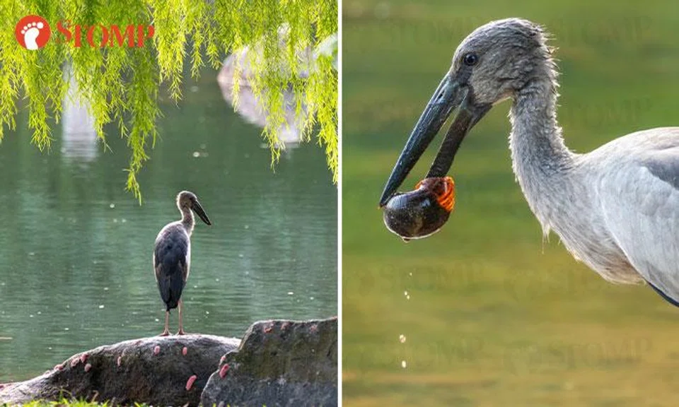 Majestic stork visits Bishan Park, delighting residents and bird watchers