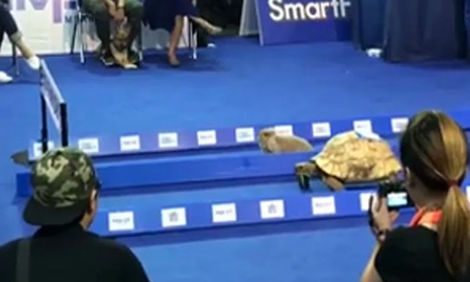 Rabbit and tortoise in a race -- who will win this time?