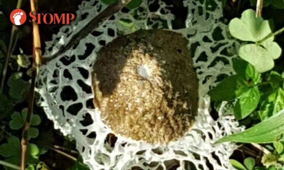 Can you guess what this weird-looking plant is?