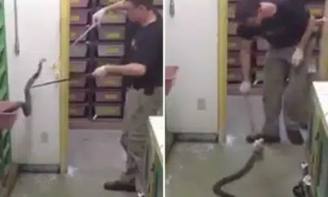 Guy feeds snake for a living -- and whistles while he's at it