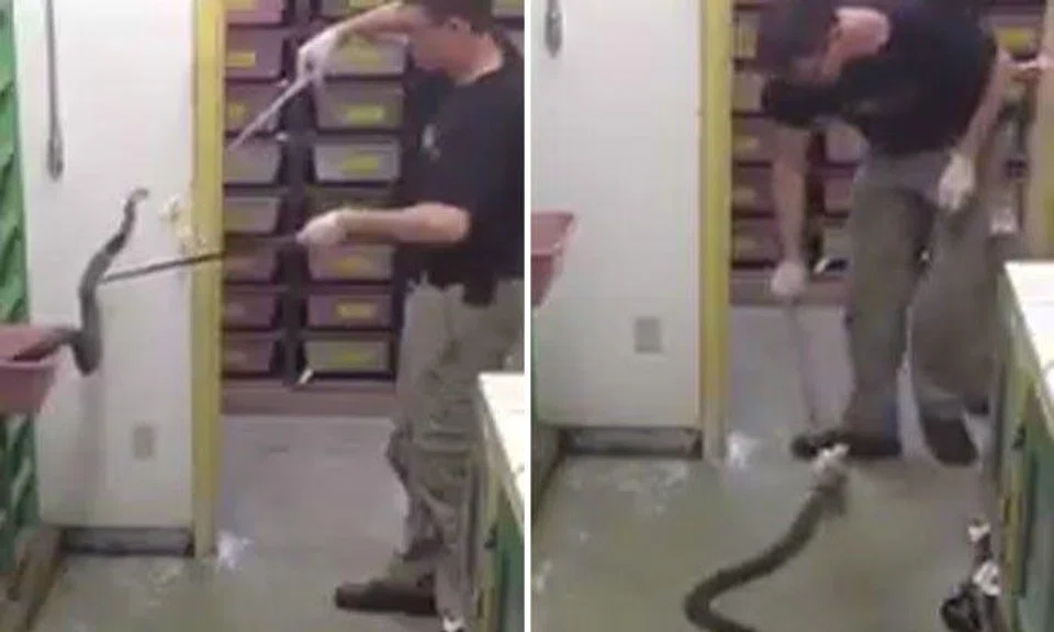 Guy feeds snake for a living -- and whistles while he's at it