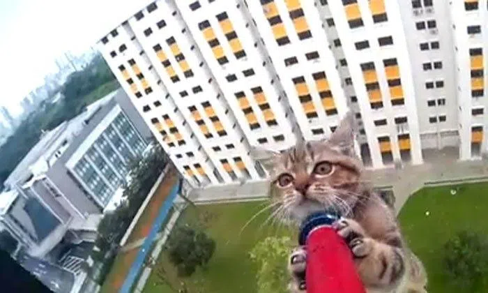 A real scaredy-cat rescued from 12th storey ledge in heart-stopping ...