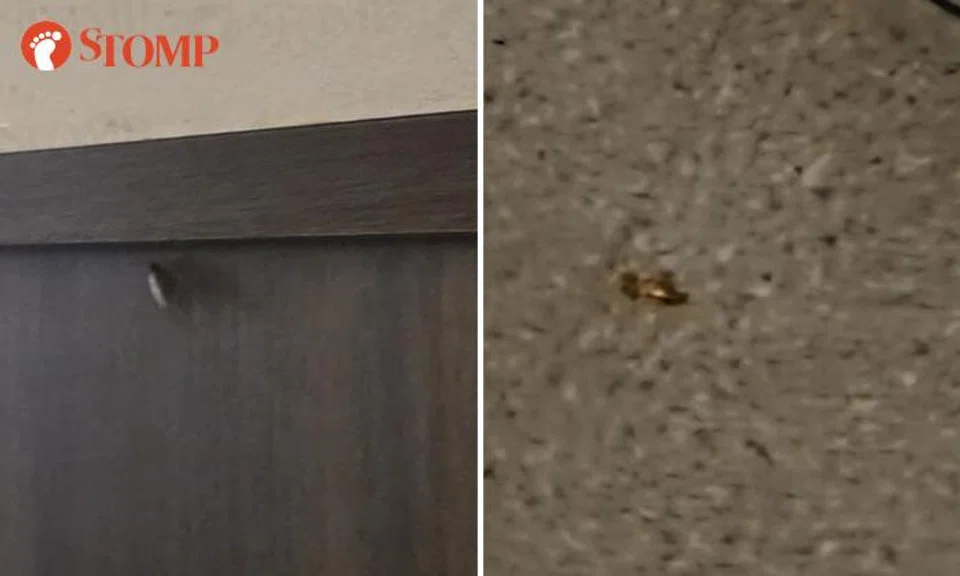 A family’s Father’s Day celebration at Collin’s Tampines 1 was ruined by two cockroaches. 
