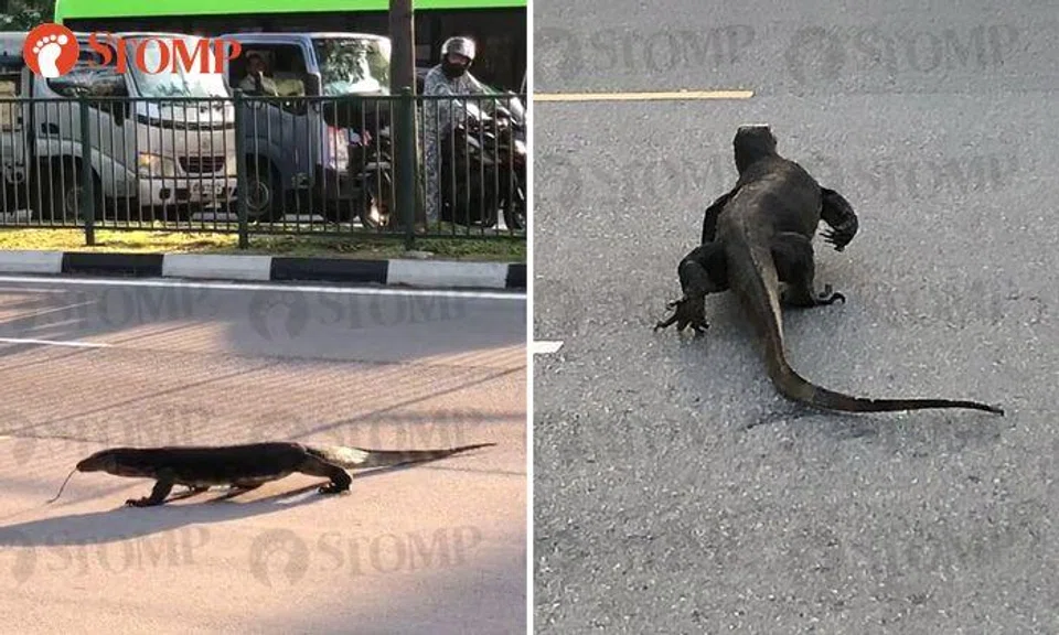 The most chill 'jaywalker' you will ever meet in Yishun
