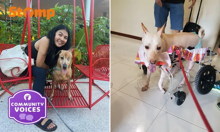 Rescued by my rescue: She lost 2 beloved dogs, now she helps elderly and sick Singapore Specials