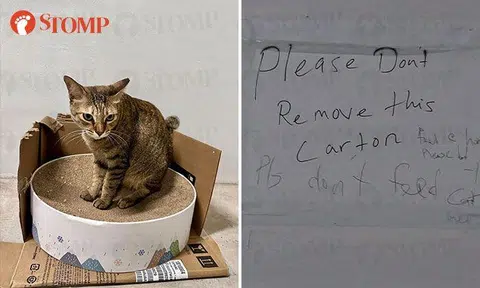 'Selfish humans' remove community cat's little house, write 'please don't feed the cat' on notice