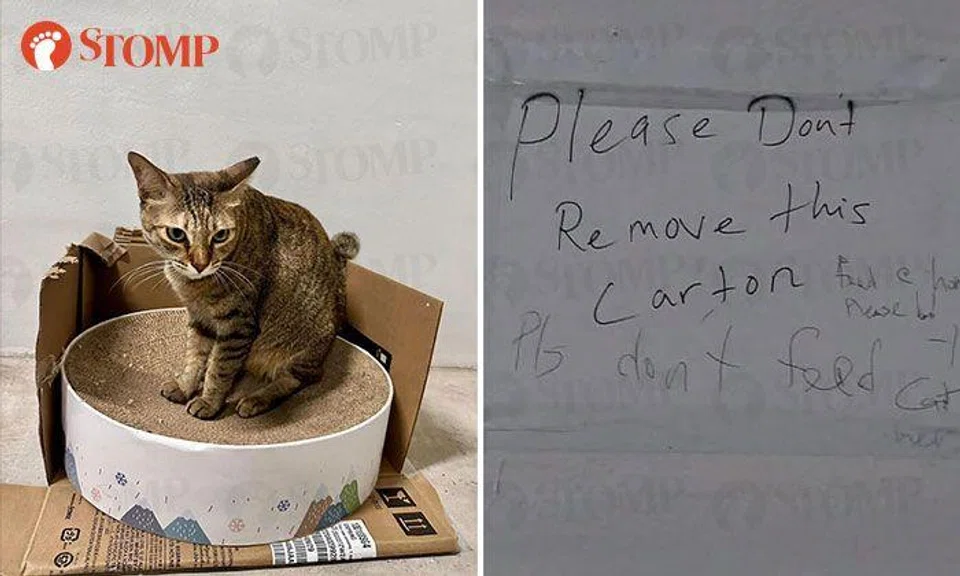 'Selfish humans' remove community cat's little house, write 'please don't feed the cat' on notice