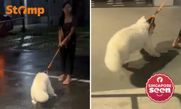 Too rough? Stomper heartbroken to see woman forcefully dragging puppy in Serangoon
