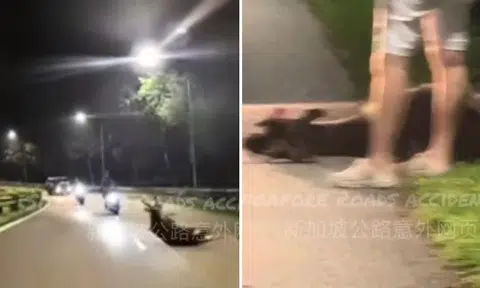 Sambar deer run over by 2 motorcycles on BKE dies